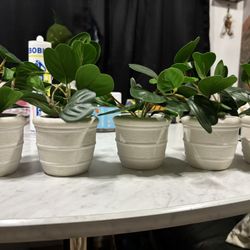 Small Faux Plants 