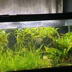 Aquarium Plants