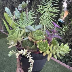 Gorgeous Succulent 