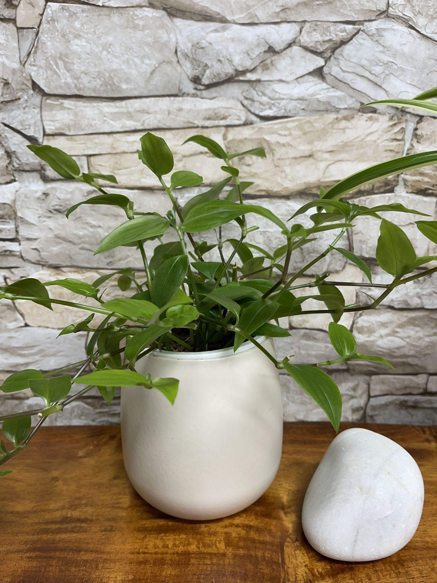 Tradescantia Inch House Plant In 4.5"H Ceramic Pot.