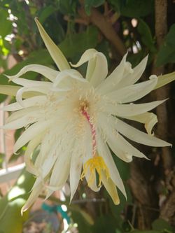 Flor