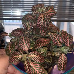 Nerve Plant Comes With White 4" Ceramic Pot With Drill Hole