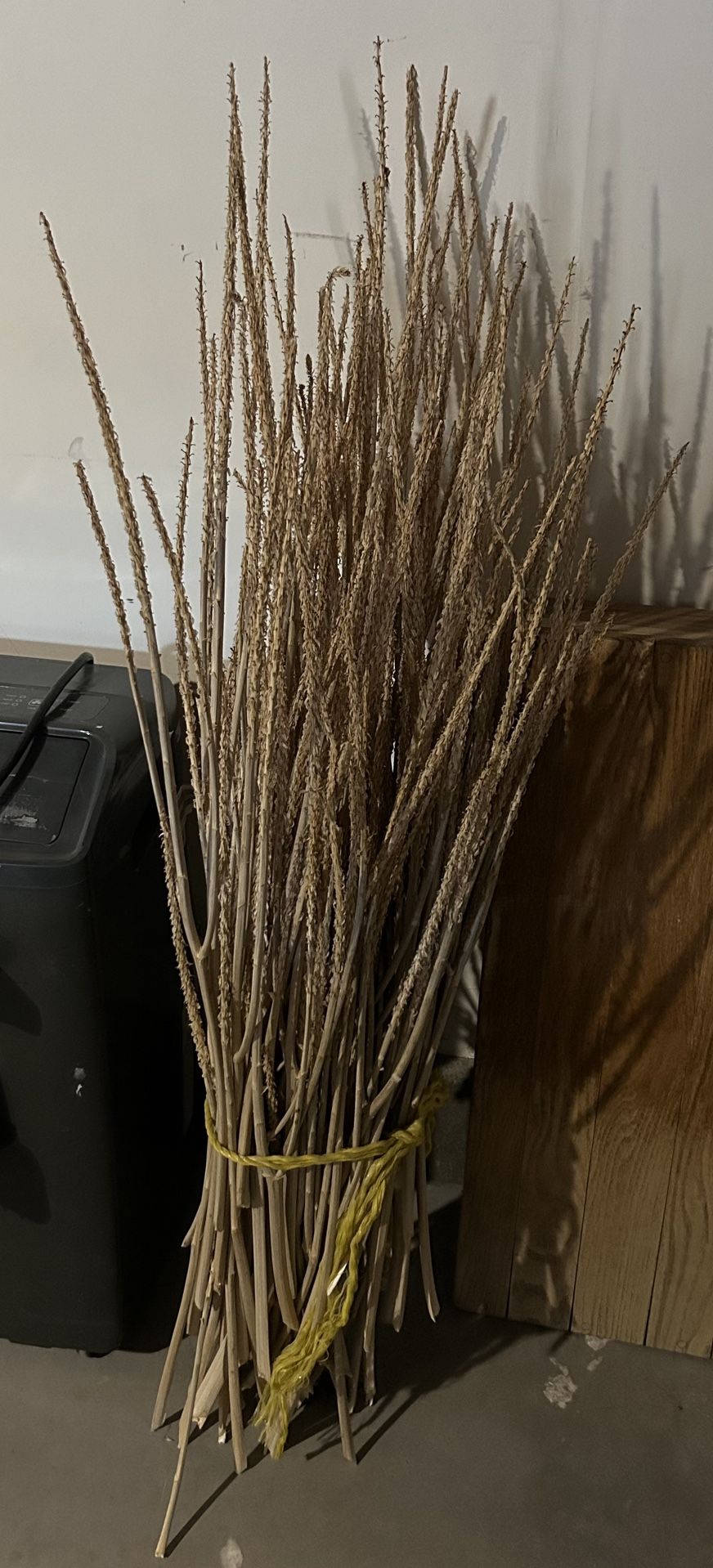 Aloe Vera Dried Flower Stalks •