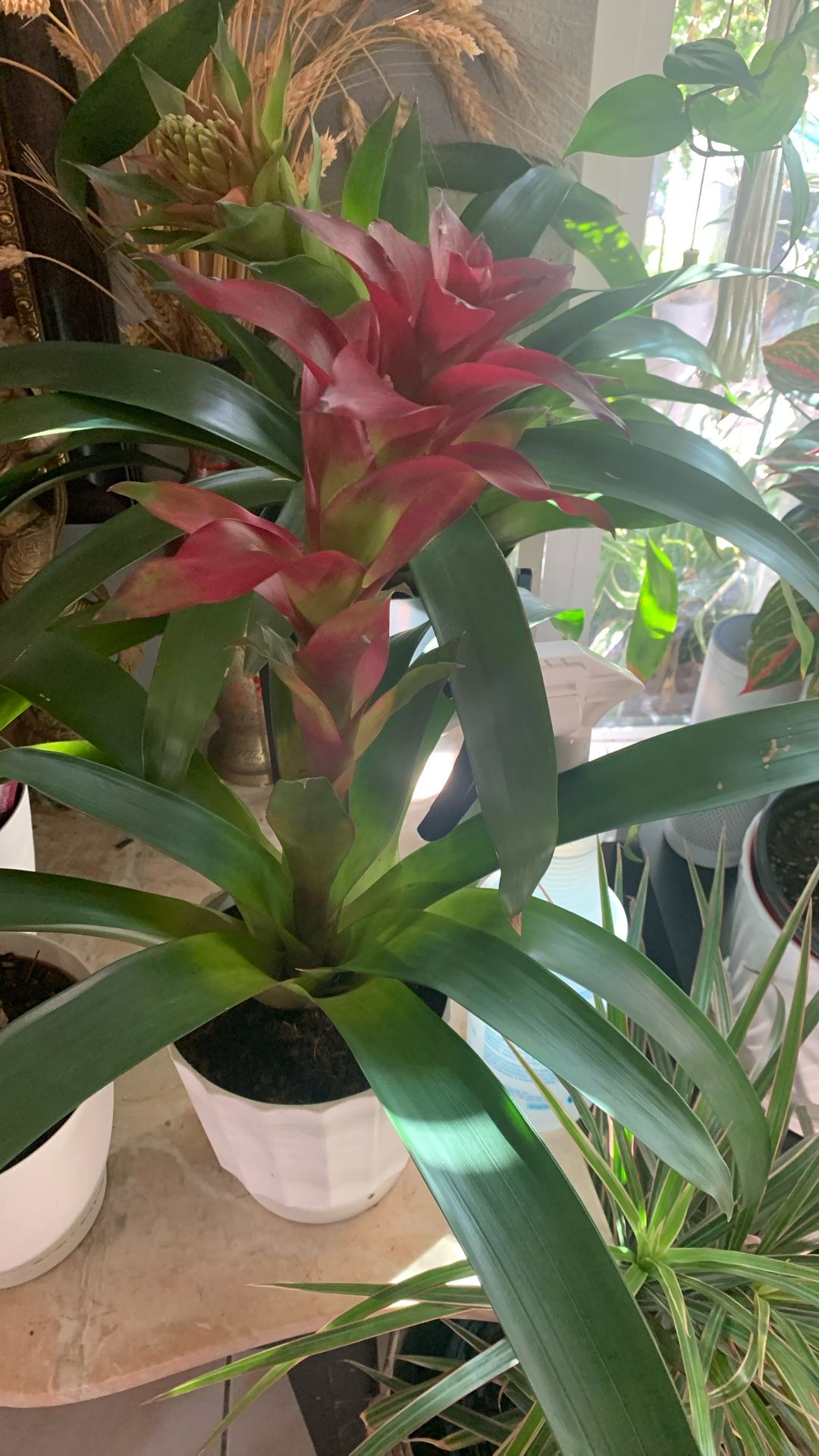 Bromelia