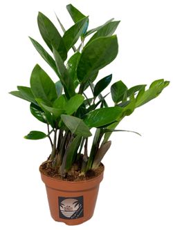 Zamioculcas Zamiifolia 🌱
