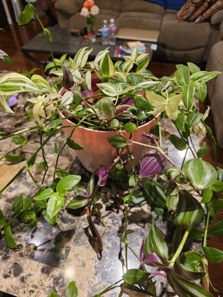Wandering JEW MIX PURPLE and GREEN NAME Your Price!!!