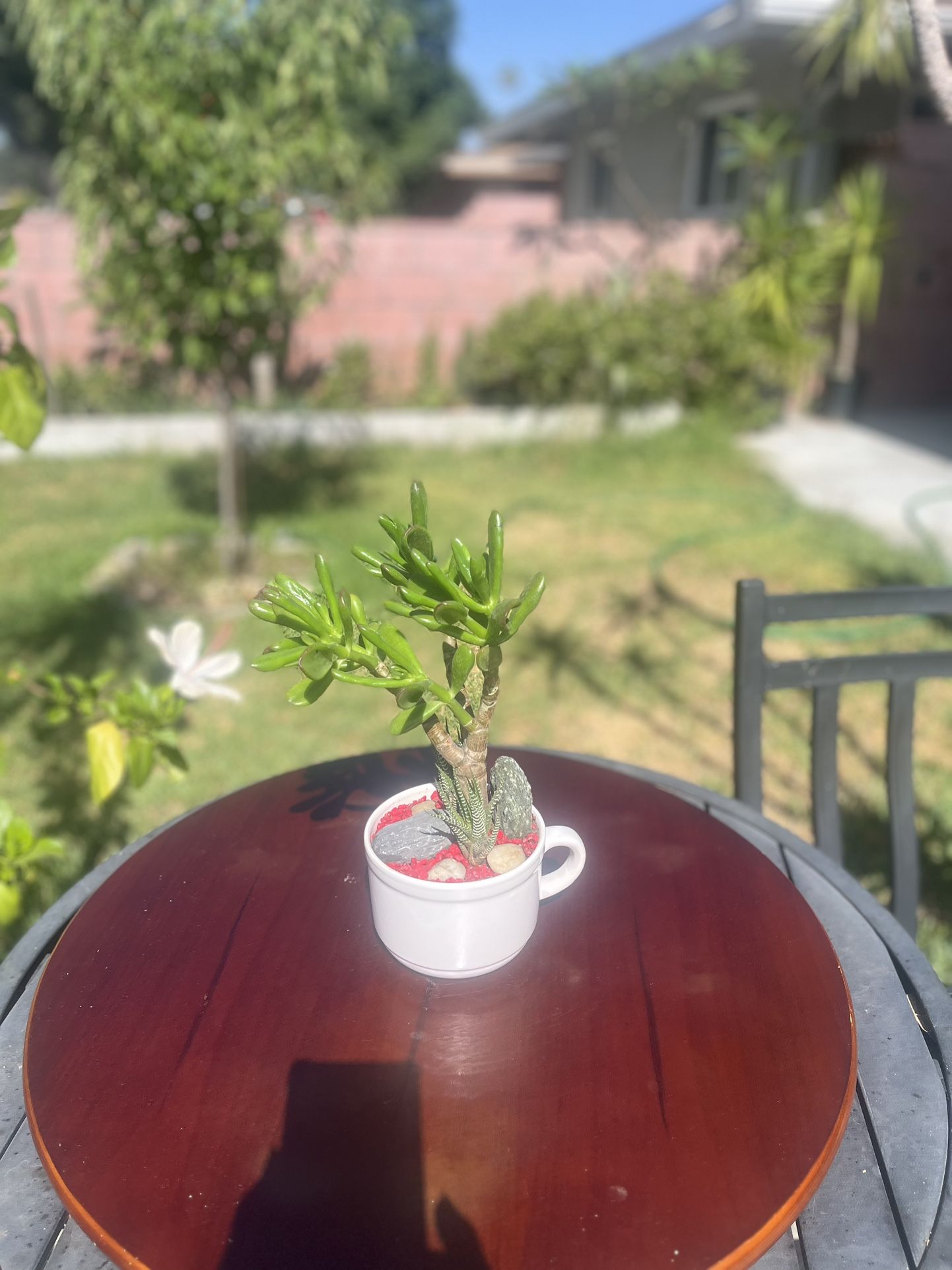 Very Healthy Jade Shrek In Cup