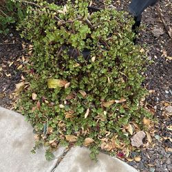 Elephant ear plant