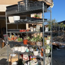 Succulents