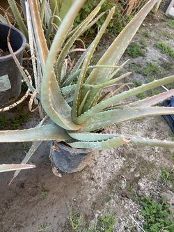 Savila plant