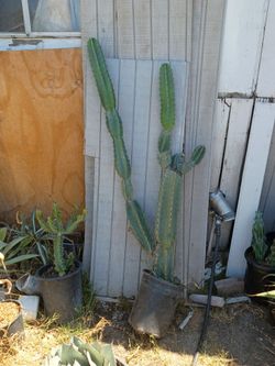Peruvian Apple cactus plant