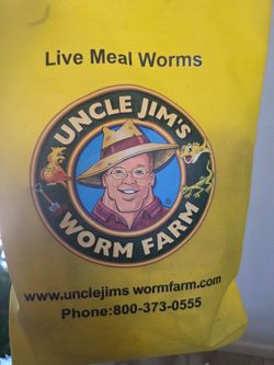 Live meal worms for lizard,  spider or bird