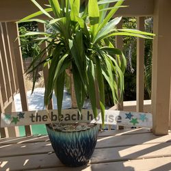 Yucca Cane Potted plant w “beach house sign”shell covered soil and pretty multi turquoise pot