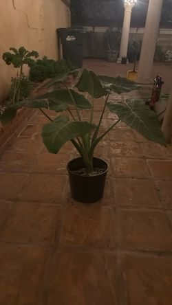 Elephant Ear Monestera