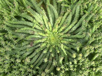 VARIOUS Succulents over 400, Prices Range: $0 & Up (depending on SIZE & TYPE)
