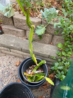 Dragon fruit Plant