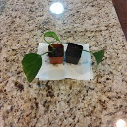 Pothos Starter 2 Plants Rooted.