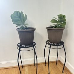 Flapjack Succulents With Planters And Stands 
