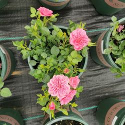 Rare European, Japan rose plants ,      Sweetheart memory