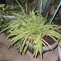 Plant