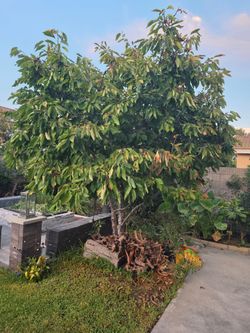 Cherry tree