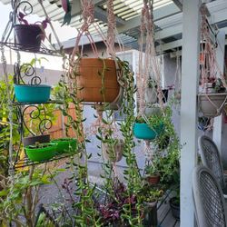 Sale Plants $5to $20