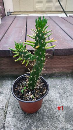 Healthy Eve's Needles
