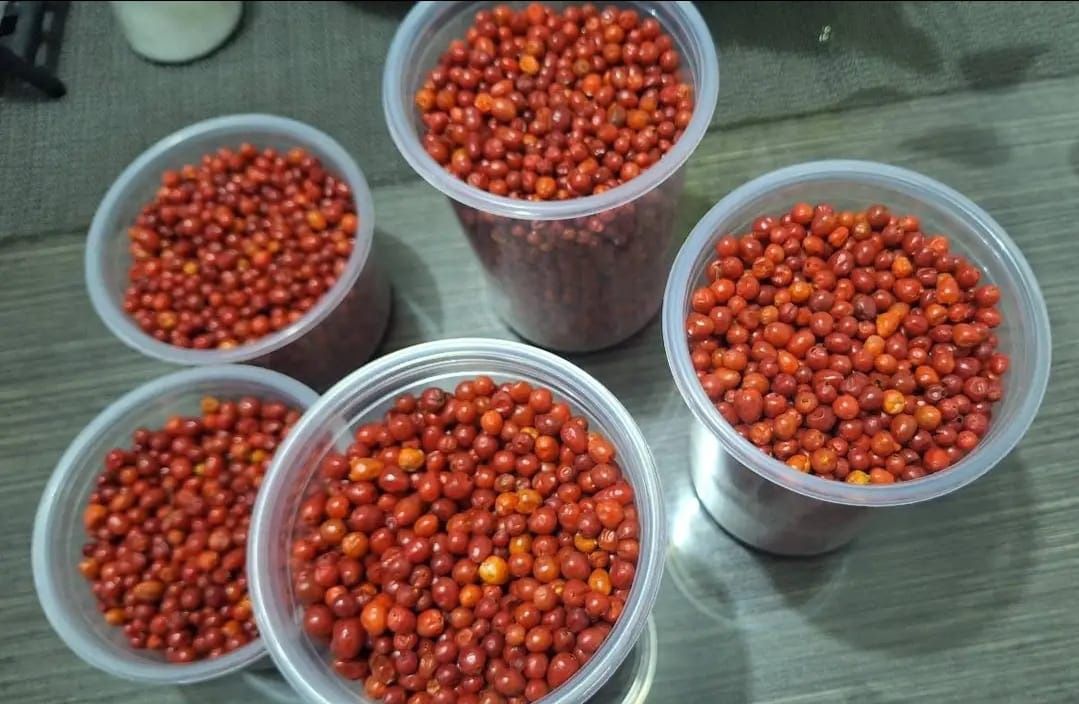 Chiltepin