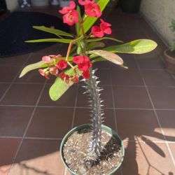 Red Crown Of Thorns Succulent Plant