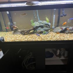 75 Gallon Tank