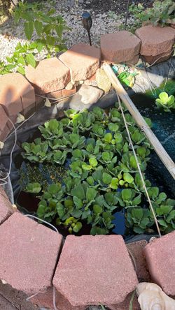 Water lettuce and hyacinths