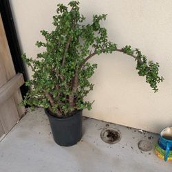 Elephant Bush Succulent 3ft 