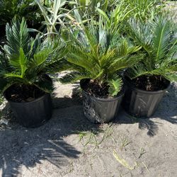King Sago Palms In 3 gls Pot. SPECIAL PRICE 🤩