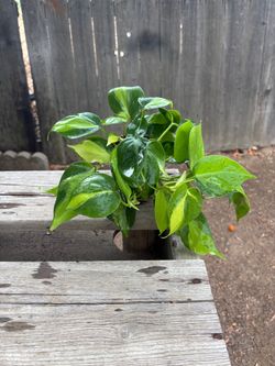 Philodendron brasil