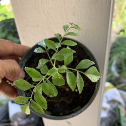 Baby Curry plant , Four Inches 