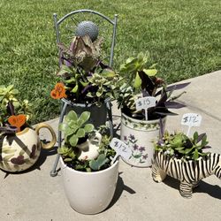 Cute Succulent Planters