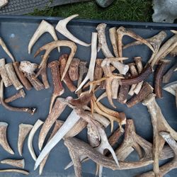 Dog Chews And Knife Handles Moose Deer And Elk Caribou