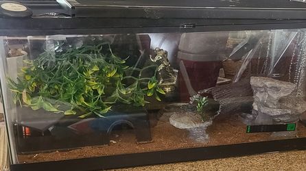 Lizard Geicko With Tank And Accessories