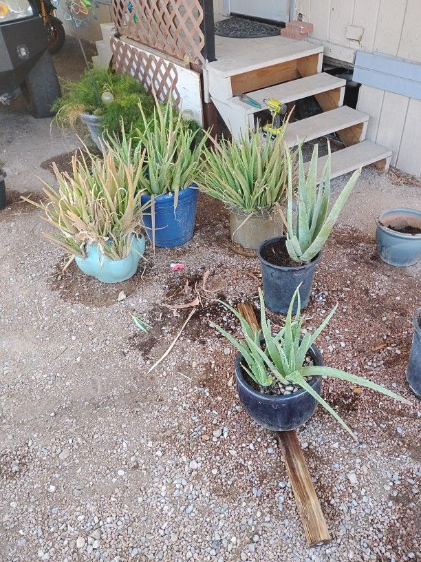 Aloe Vera Plants