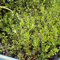 Koi Pond Plants Water Plants  Primrose Creeper