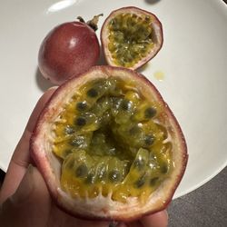 Purple Passion Frut Vine