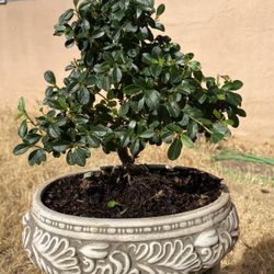 Bonsai Plants For Sale $50 Each Many To Choose From