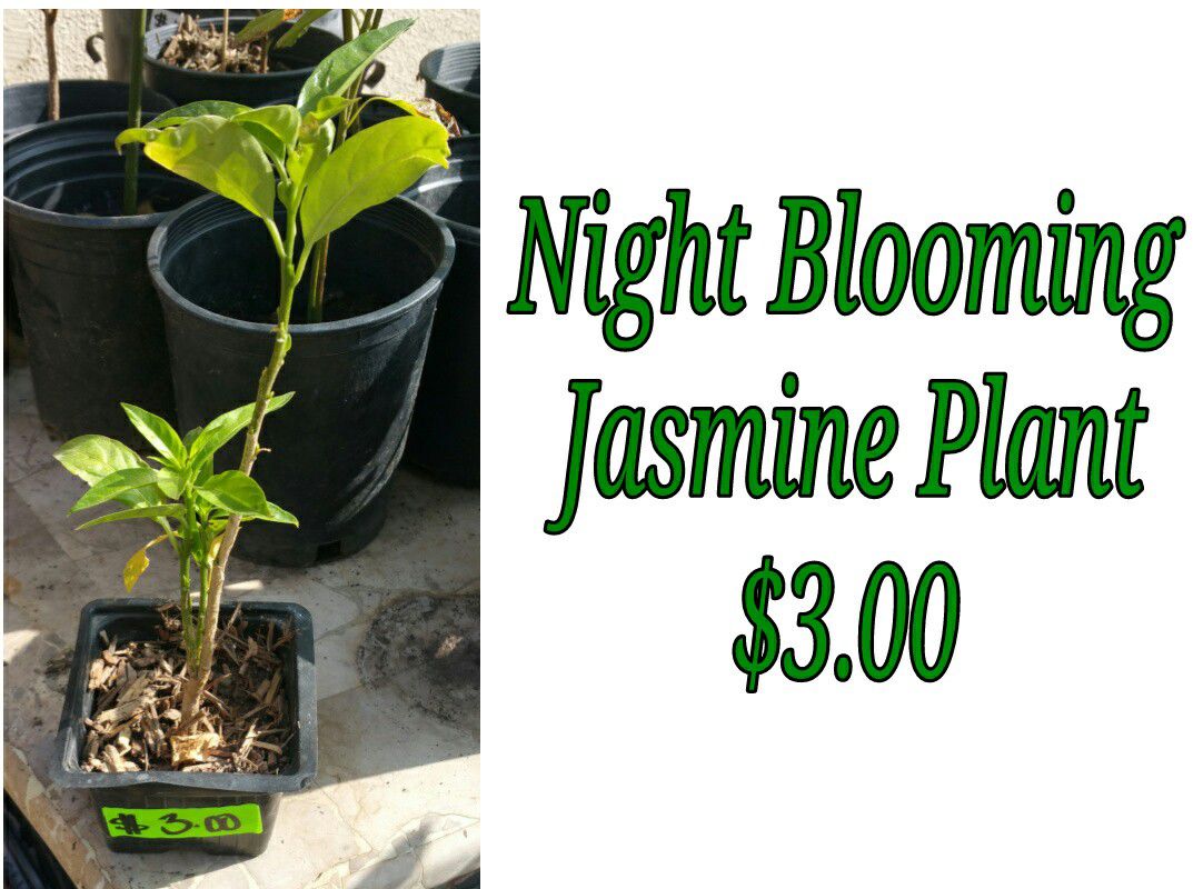NIGHT blooming jasmine plant - last one