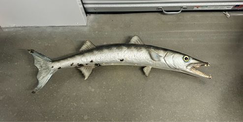 Vintage mcm 1970’s barracuda- taxidermy marine