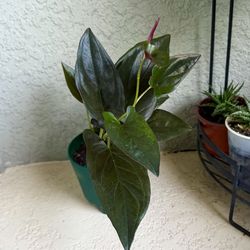 Syngonium   Red  arrow  plant