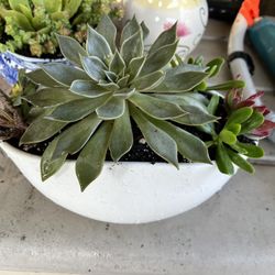 Succulent Planter