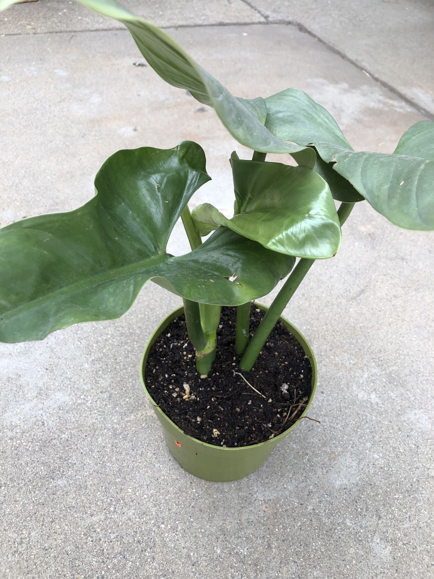 Philodendron silver sword
