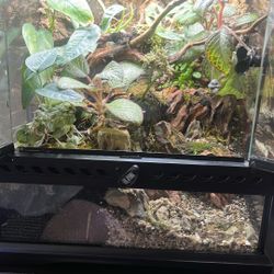 Exter terrarium