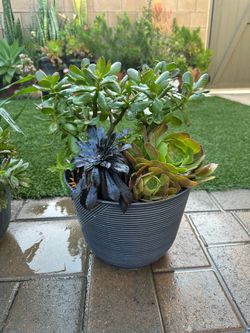 Assorted Succulent Plants