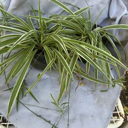 Spider Plant